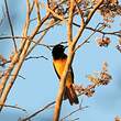 Oriole monacal