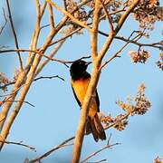 Black-cowled Oriole