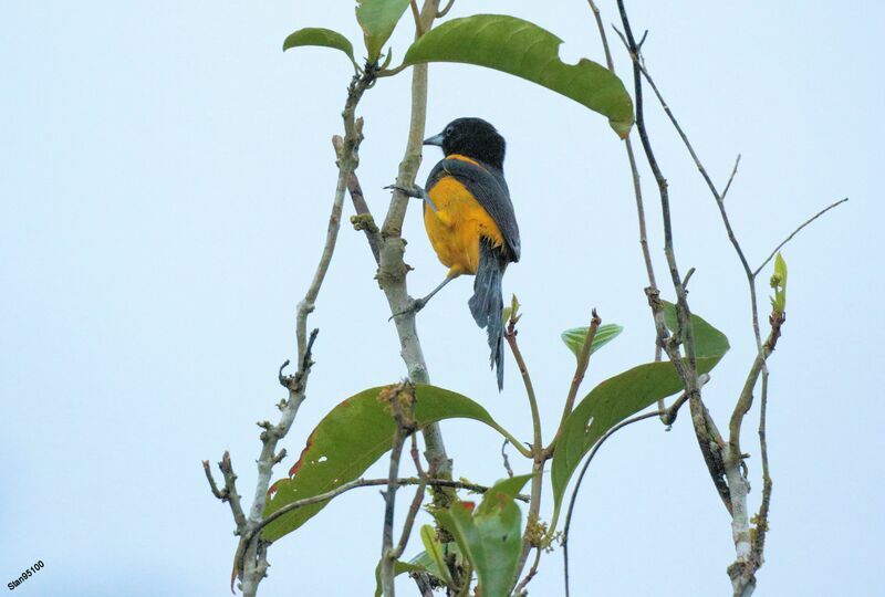 Black-cowled Oriole male adult