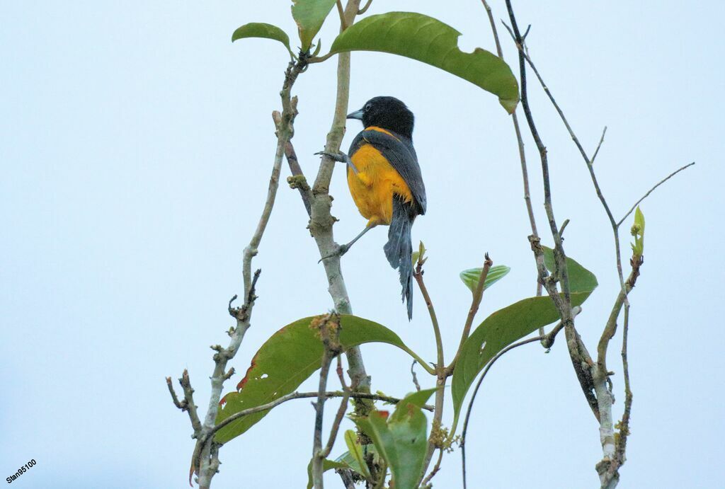 Oriole monacal mâle adulte