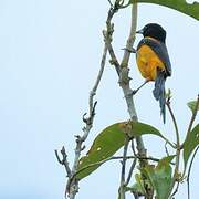 Black-cowled Oriole