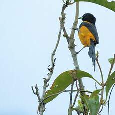 Oriole monacal