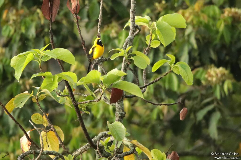 Oriole noir et or mâle adulte nuptial