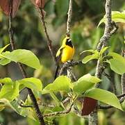 Yellow-backed Oriole