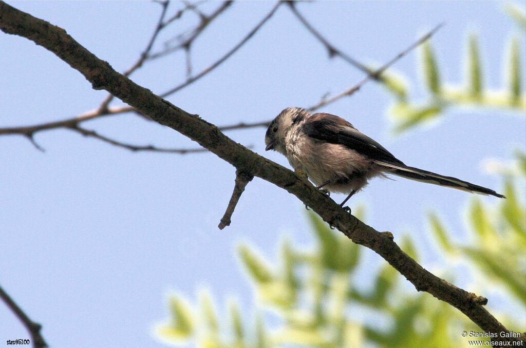 Long-tailed Titadult