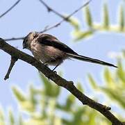 Long-tailed Tit