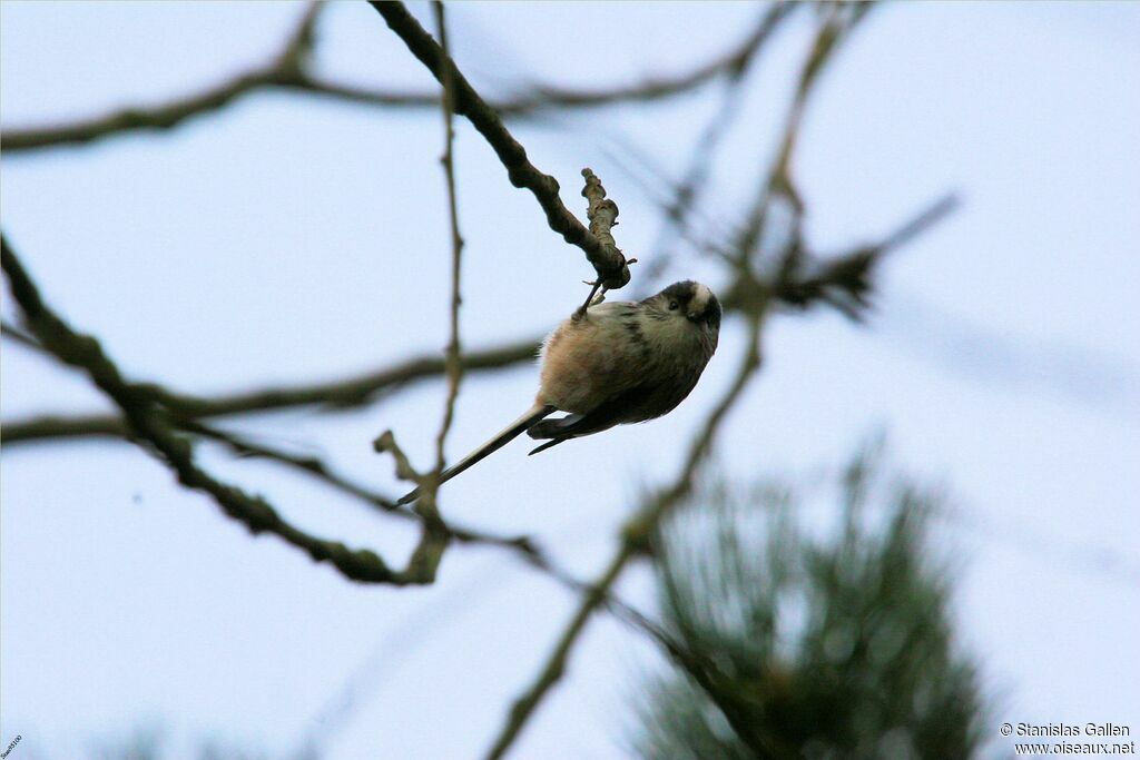 Long-tailed Titadult transition, close-up portrait