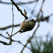 Long-tailed Tit