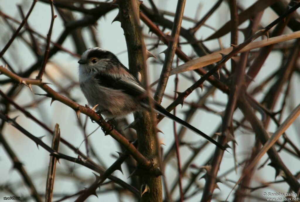 Long-tailed Titadult, close-up portrait