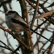 Long-tailed Tit