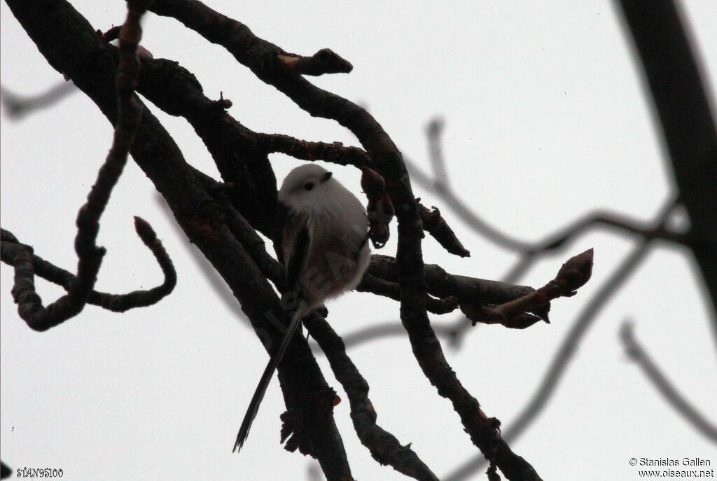 Long-tailed Titadult transition