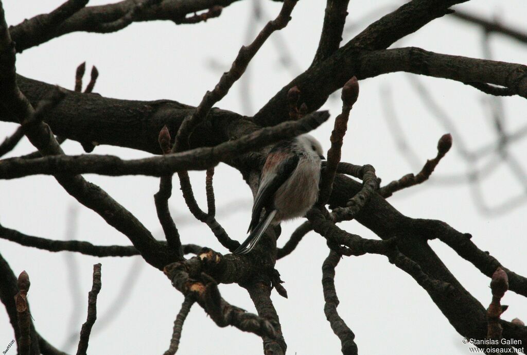 Long-tailed Titadult transition