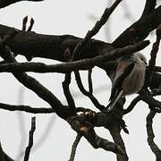 Long-tailed Tit