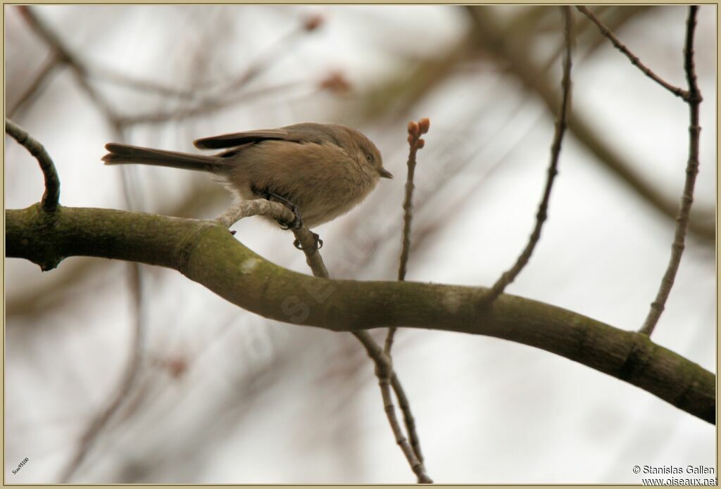 American Bushtitadult transition