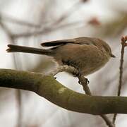 American Bushtit