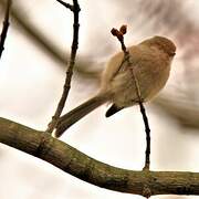 American Bushtit