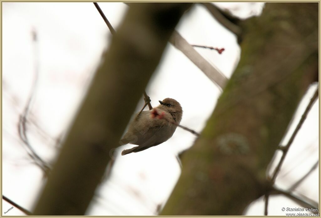 American Bushtit