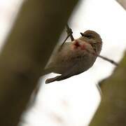 American Bushtit