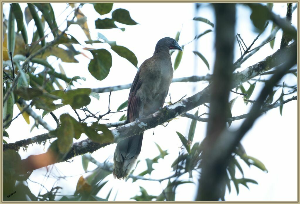 Grey-headed Chachalacaadult