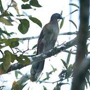 Grey-headed Chachalaca