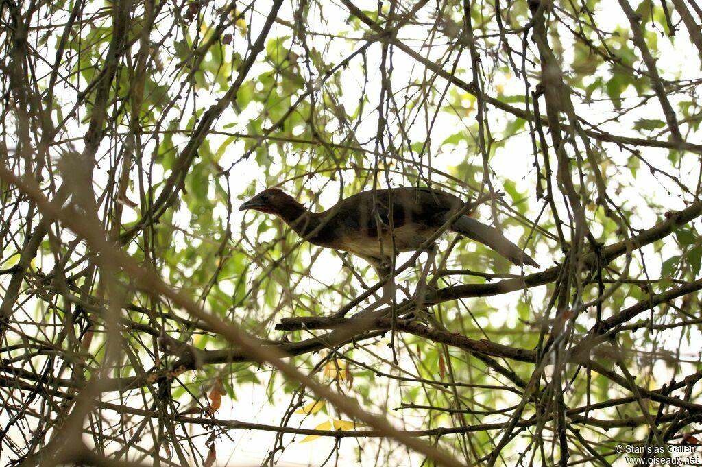 Rufous-headed Chachalacaadult