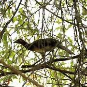 Rufous-headed Chachalaca