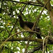 Rufous-headed Chachalaca