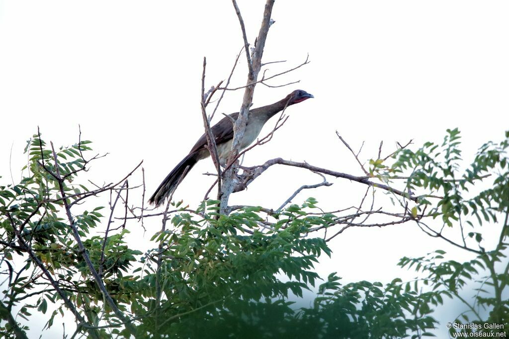 Chestnut-winged Chachalacaadult