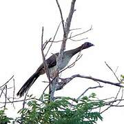 Chestnut-winged Chachalaca