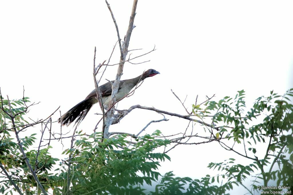 Chestnut-winged Chachalacaadult