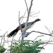 Chestnut-winged Chachalaca