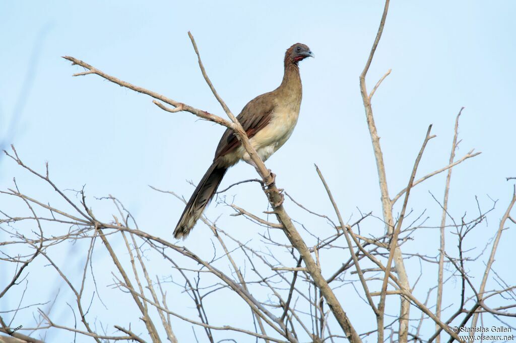 Chestnut-winged Chachalacaadult