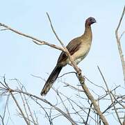 Chestnut-winged Chachalaca