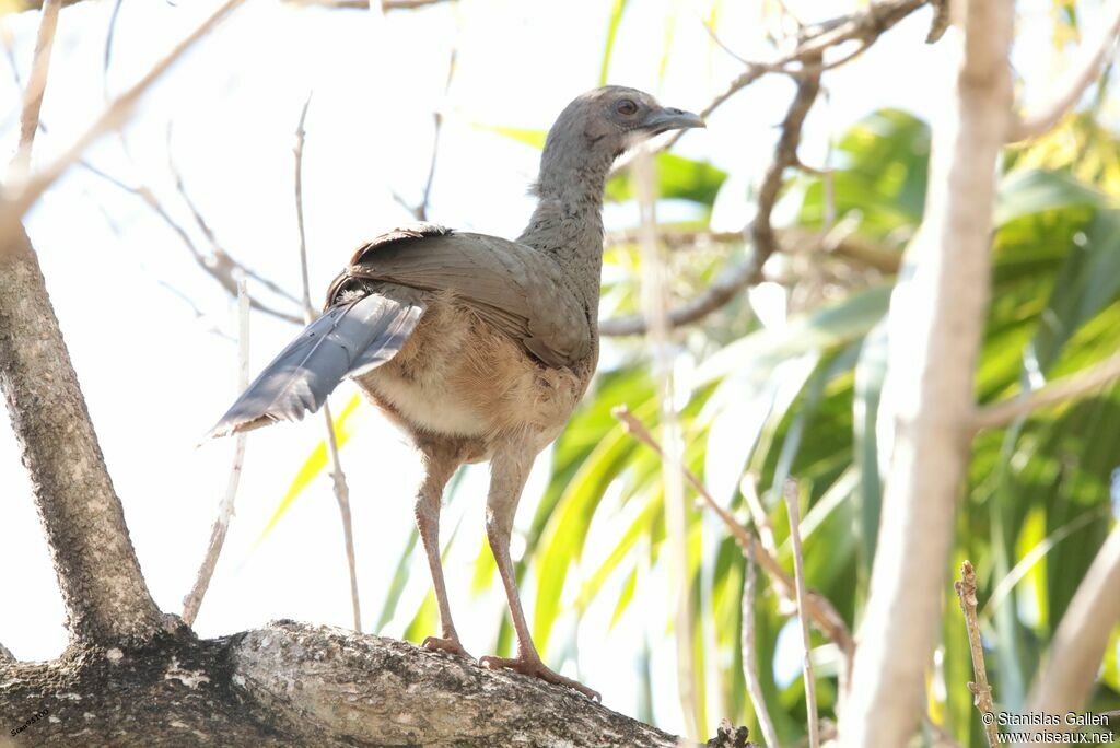 Plain Chachalacaadult