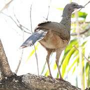 Plain Chachalaca