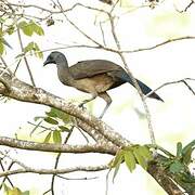 Plain Chachalaca