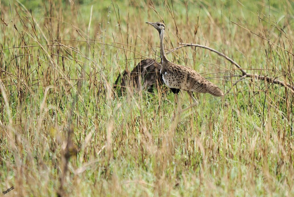 Black-bellied Bustardadult, walking