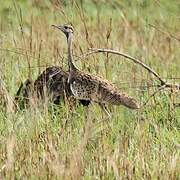 Black-bellied Bustard