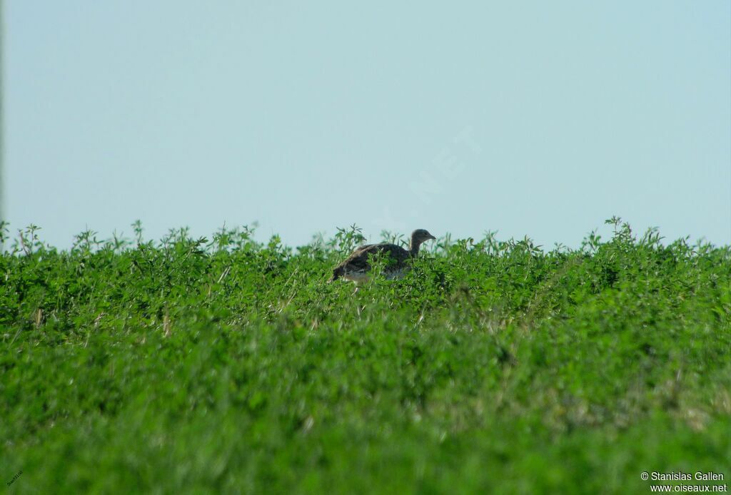 Little Bustard female adult transition