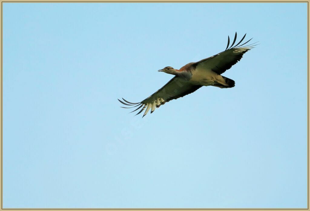 Denham's Bustardadult breeding, Flight