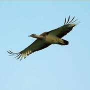 Denham's Bustard