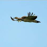 Denham's Bustard