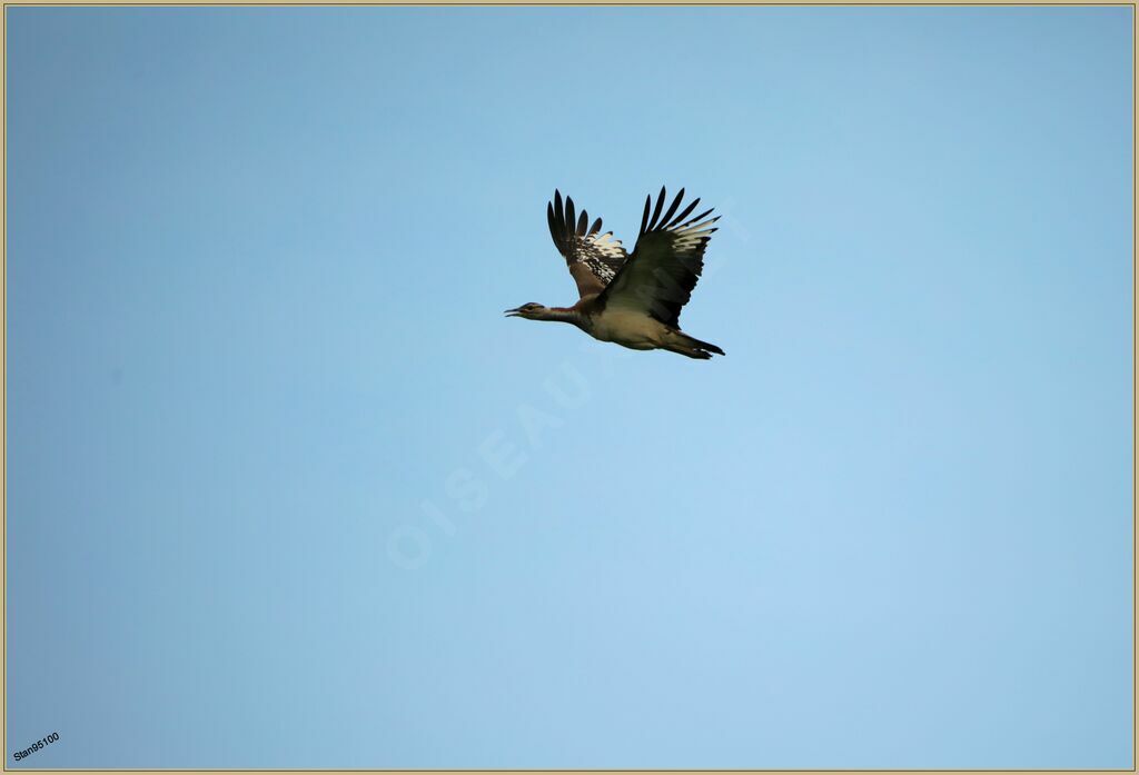 Denham's Bustardadult, Flight