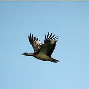 Denham's Bustard