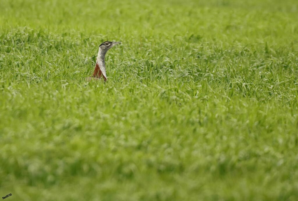 Denham's Bustard male adult breeding, walking