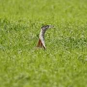 Denham's Bustard