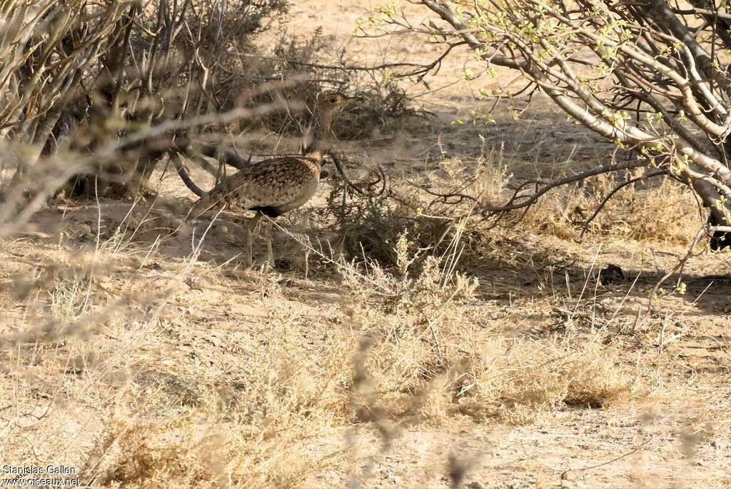 Savile's Bustard female adult, identification