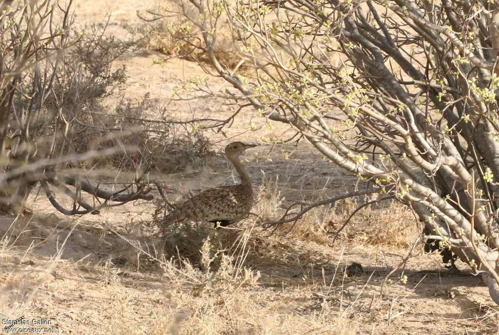 Savile's Bustard female adult, habitat, walking