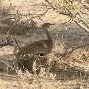 Savile's Bustard