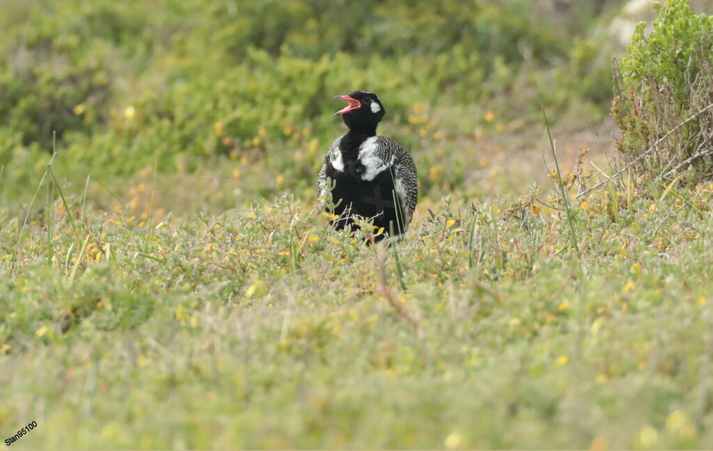 Southern Black Korhaan male adult breeding, song